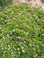 Putoria Calabrica (fam Rubiacees) (regions mediterraneennes) (00) (Photo F. Mrugala)